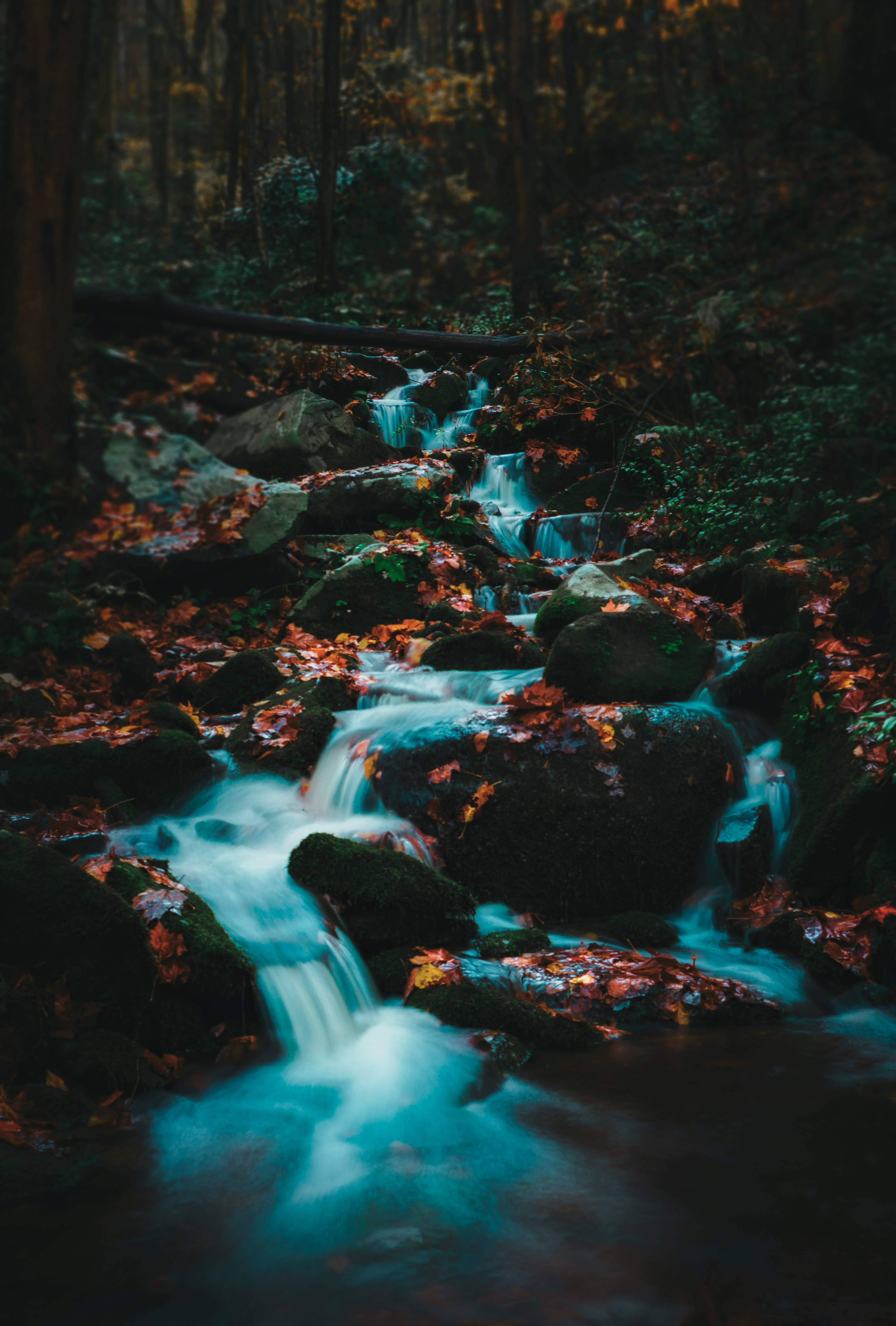water flowing on rocks in forest during daytime